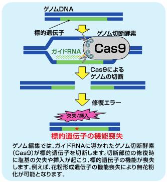 ゲノム編集
