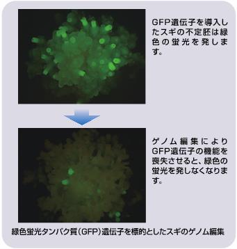 緑色蛍光タンパク室（GFP）遺伝子を標的としたスギのゲノム編集