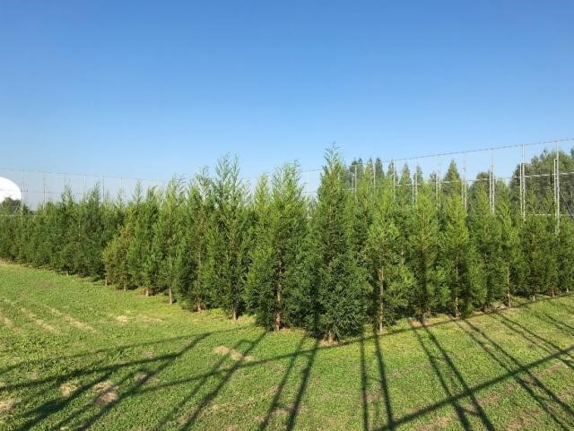 遺伝子組換えスギの隔離ほ場試験