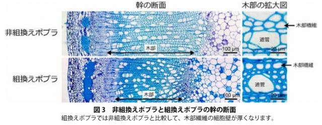 非組換えポプラと組替えポプラの幹の断面
