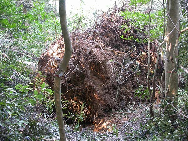A large tree knocked down by a typhoon