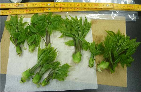 Photograph: Young shoots of Eleutherococcus sciadophylloides