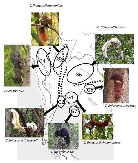 Figure:Tropical forests have colorful squirrel species that can 