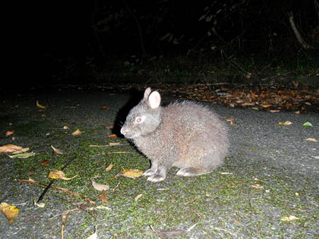 Picture: Amami rabbit
