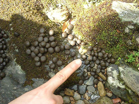 Picture: Feces of an Amami rabbit