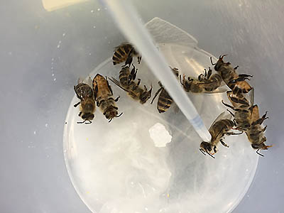  Japanese honeybees receiving a test insecticide on the back