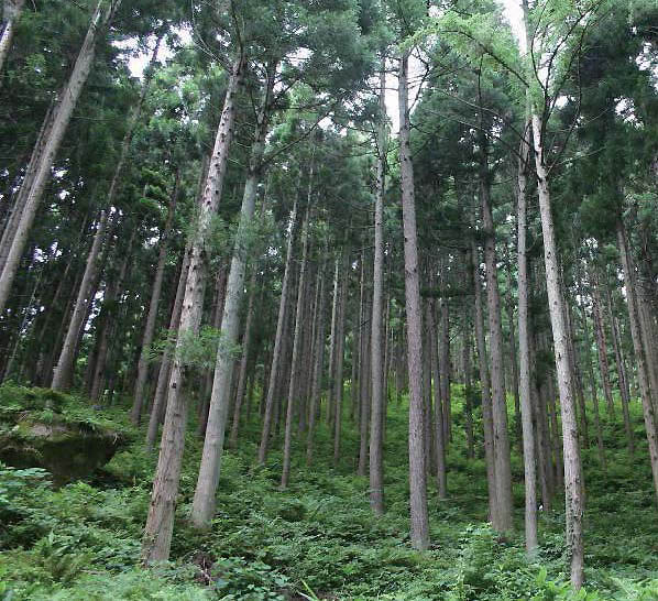 One of the investigated Japanese cedar monoculture plantations