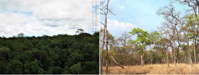 Left: Dry evergreen forest at the beginning of the dry season.