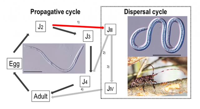 Figure:In the propagation cycle,