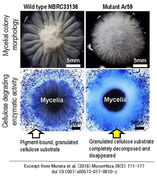 Figure 1. Characteristics of the wild-type 