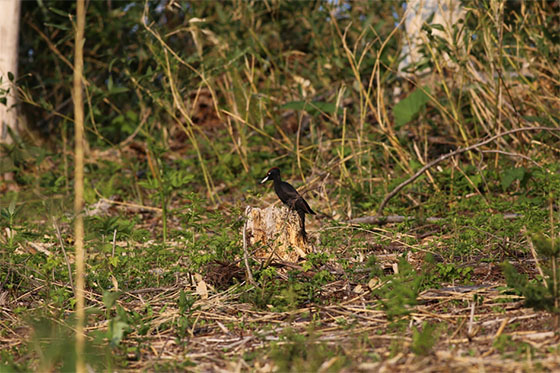 Photo: Black woodpecker