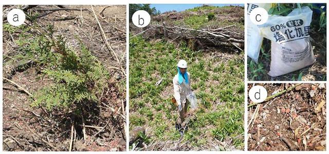 Figure 2. (a) Japanese cypress seedlings used in the study