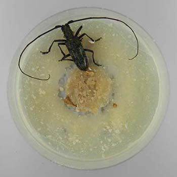 Photo. Monochamus grandis