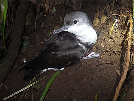 Figure1.Puffinus lherminieri bannermani of the Ogasawara Islands