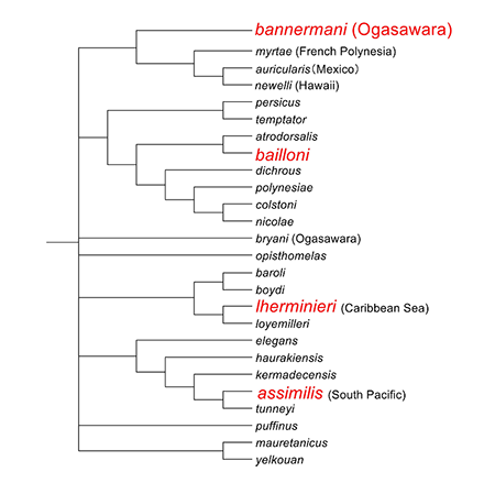 Figure 2. Phylogenetic relationships