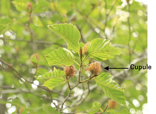 Figure 1. The acorn of a beech tree.