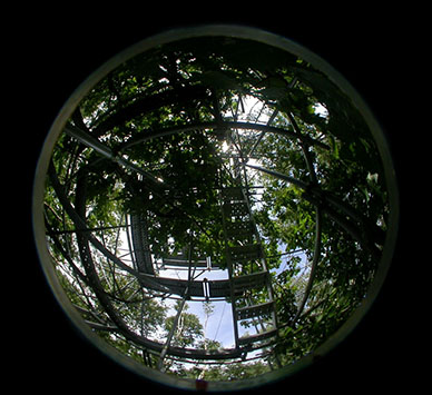A hemispherical photograph taken inside the canopy of a mature 