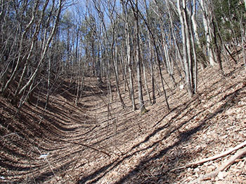 Photo.Left: Konara oak forest