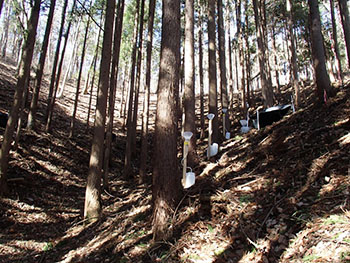 Photo.Right: Japanese cedar and Japanese cypress forest