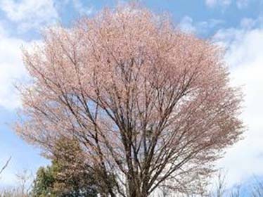 Figure 1. C. kumanoensis tree