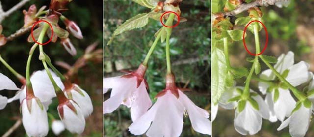 Figure 3. Inflorescences of C. jamasakura