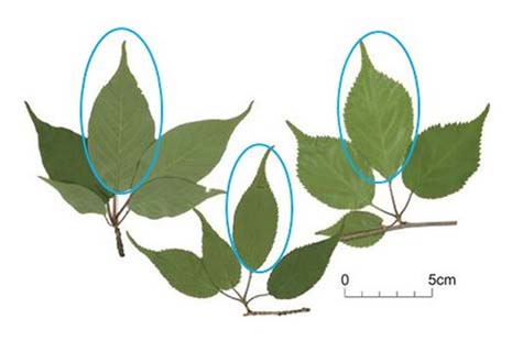 Figure 4. Mature leaves of C. jamasakura