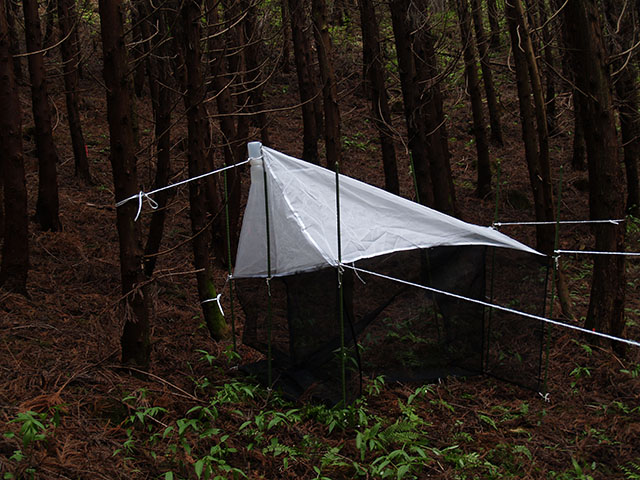 Figure 2. Malaise trap set in a plantation forest.