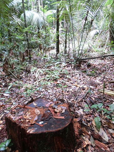 Photo: A stub left in the forest in the central Amazon