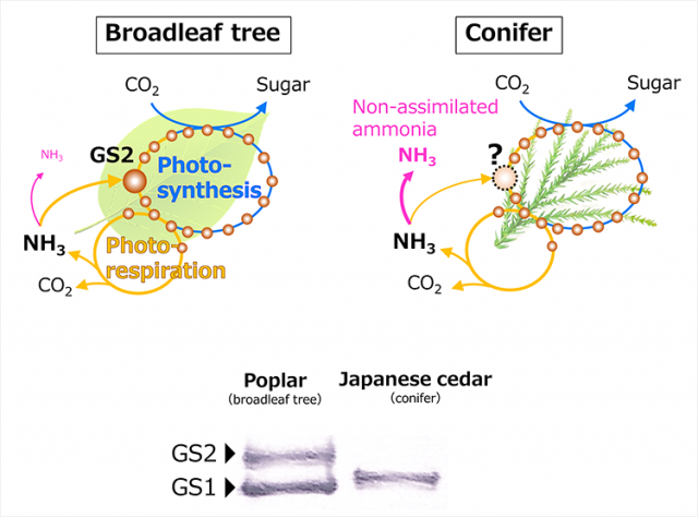 Fig. (Top): Schematic showing the difference between photosynthe