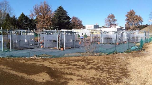 Photo. Free-air ozone enrichment experiment system