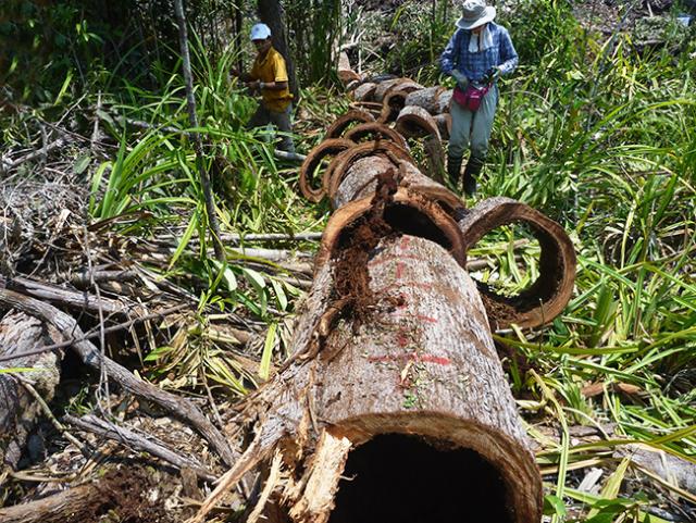 Photograph: A cross-cut Shorea albida tree