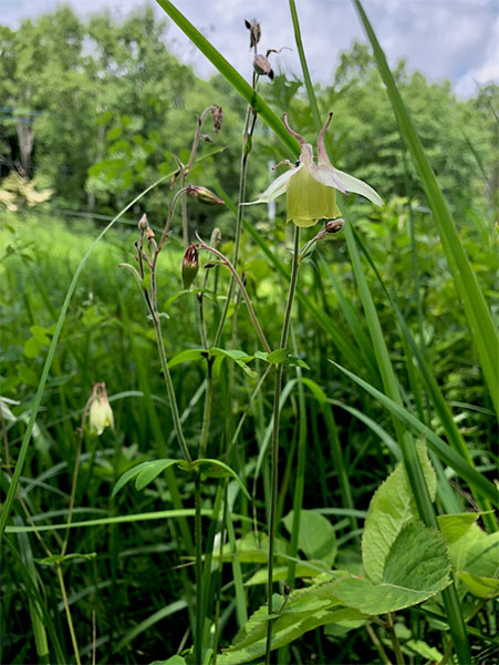 Picture: Aquilegia buergeriana, a grassland herbaceous species