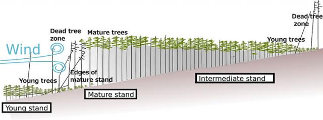 Figure:Diagram of a Wave-regeneration Forest