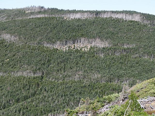 Photo:In the wave-regeneration forest of Kita-Yatsugatake