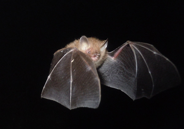 Photo 1: An Ussurian tube-nosed bat flying