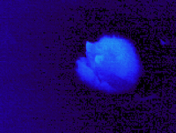 Photo 3: Thermographic images of an Ussurian tube-nosed bat