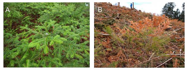 Photographs of Abies sachalinensis 