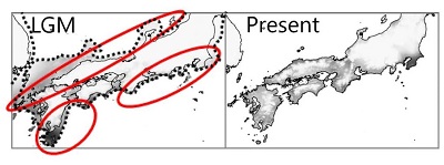 Fig. 1 Species distribution modeling of C. sieboldii.