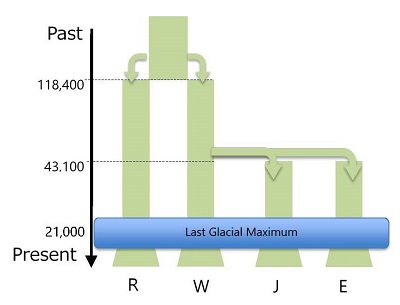Fig.2 The best historical demographic model of C. sieboldii.