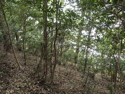 Photo 2: Once a secondary broad-leaved forest