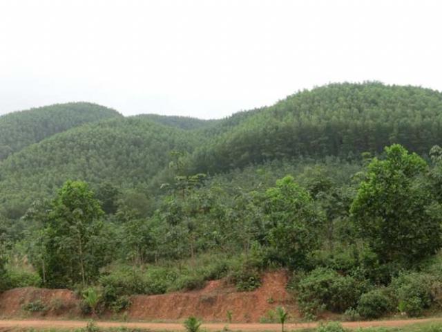 Photo. Forest sustainably managed by a farmers’ group
