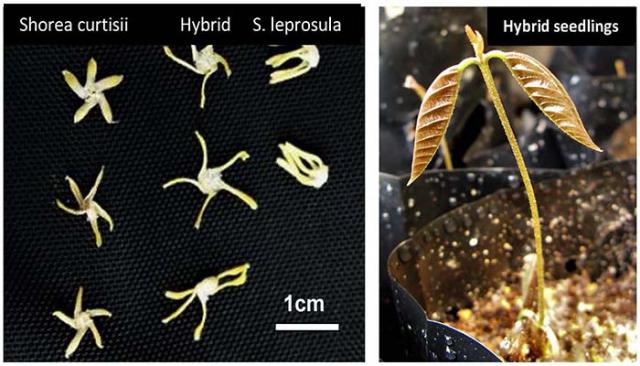 Photo 1: Hybridization of dipterocarp trees among the Shorea