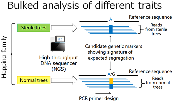 Figure: A schematic representation on the efficient development