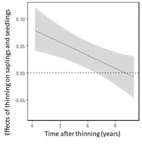 Figure. Effects of thinning on abundance of saplings and seedlin