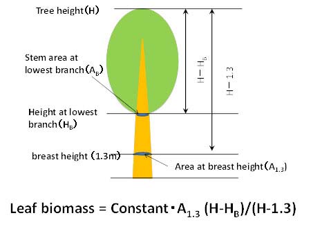 Figure1. Novel allometry equation for estimating foliage biomas