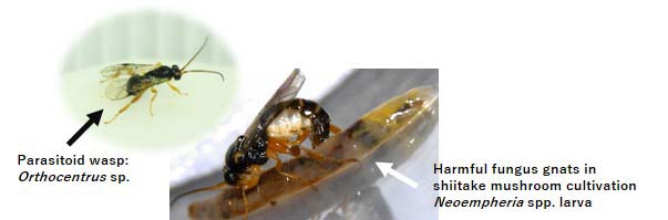 Figure1. Parasitoid wasp and fungus gnat