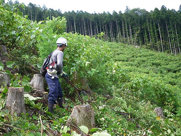Figure 1. Weeding work
