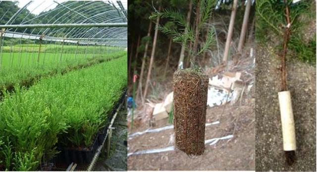 Figure 2. Multi-cavity container sapling lined on the shelf