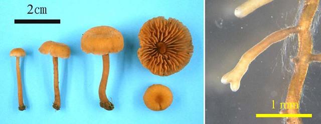 Figure Mushrooms (left) and a mycorrhiza (right) of Laccaria par