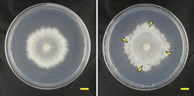 Figure Dual-culture testing of Laccaria parva and a bacterium